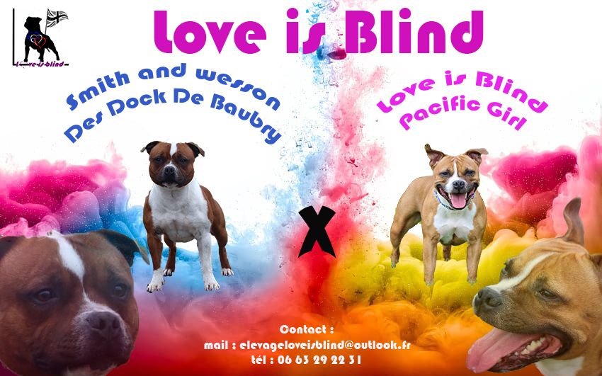 Love Is Blind - Bientôt de nouveaux loulou :-)