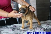 Love Is Blind - Staffordshire Bull Terrier - Portée née le 14/05/2017