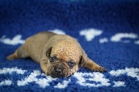 Love Is Blind - Staffordshire Bull Terrier - Portée née le 13/04/2021