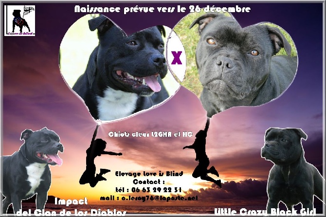 Love Is Blind - Mariage confirmé