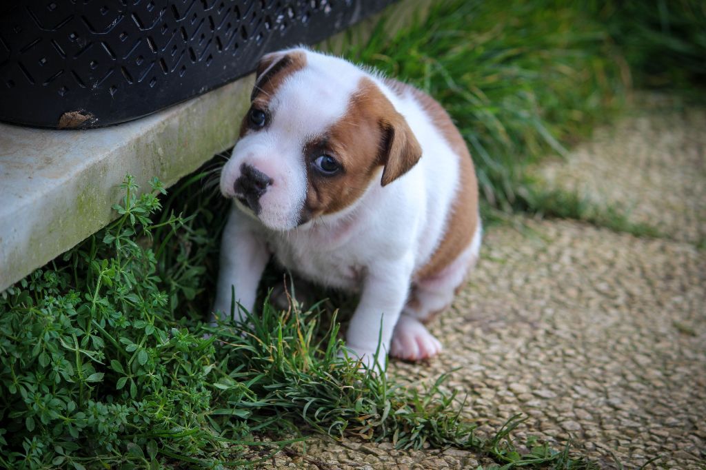 Love Is Blind - Staffordshire Bull Terrier - Portée née le 15/11/2023