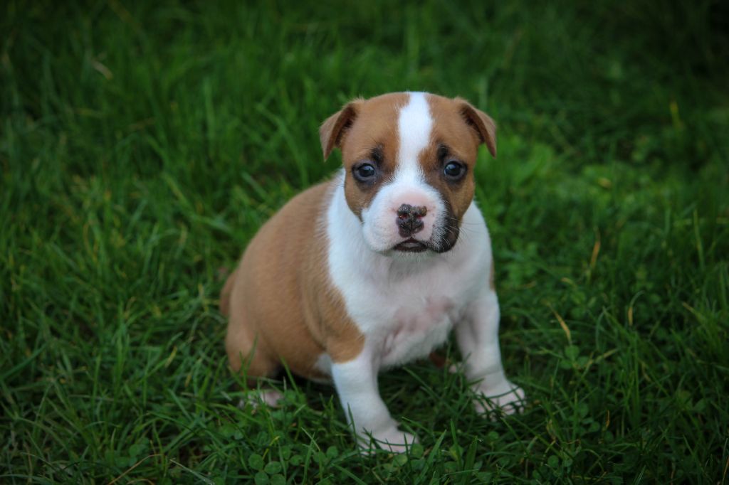 Love Is Blind - Staffordshire Bull Terrier - Portée née le 15/11/2023